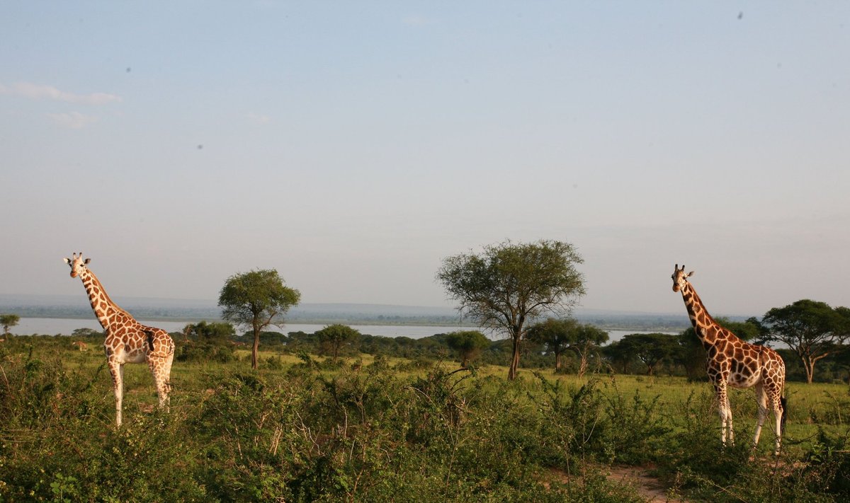 Uganda savann