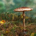 Galerii | Maalehe fotokonkursi "Näe, ma pildistasin seent!" kaunid seened
