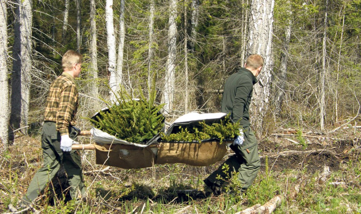 Eesti erametsades istutatakse uut metsa aasta-aastalt rohkem.