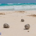 "Bermuda kolmnurga" uus nuhtlus - õlised haisvad liivakerad uhutakse kaldale