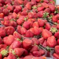 Dumping Eesti moodi: Läänemaa maasikakasvatajad pelgavad Jõgeva müüjat