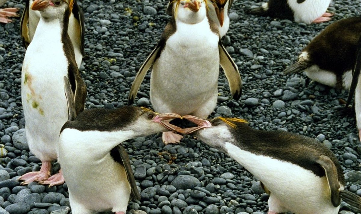 Pingviinid (Foto: Wikimedia Commons / Brocken Inaglory)