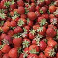 Maasikakasvatajad saavad abijõudu veidi ootamatust kohast