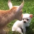 VIDEO: Vaata, mis juhtub, kui koerakutsikas kitsedega sõprust soetab