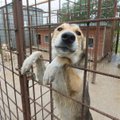 ENNE JA PÄRAST: Südantsoojendavaid pildid koertest enne ja pärast surmasuust päästmist võtavad silma märjaks