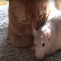 Ebatavalised semud: lugu roti ja kassi sõprusest, mis teeb südame soojaks
