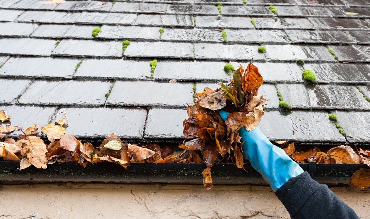 Enne talve tuleks katus ja eriti vihmaveerennid puhastada lehtedest ja okstest.