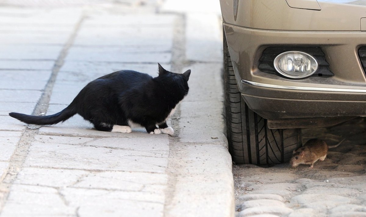 Kass liikluses (foto on illustreeriv)