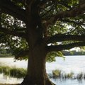 Elust vanal tammepuul - „Le chêne“