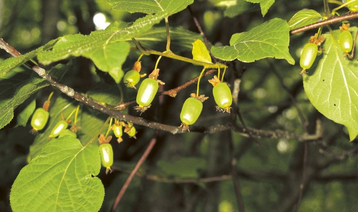 Aktiniidia rohekad marjad  meenutavad kiivide maitset.