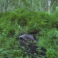 102 ERILIST EESTI LOOMA | Video: Saaremaa mägrad püstitavad seksirekordi