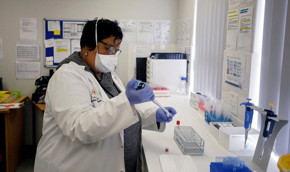 Tuberkuloosi BCG-vaktsiini uurivad teadlased testivad proove Kaplinnas asuvas laboratooriumis.