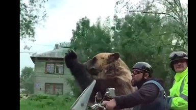 VIDEO | Võimalik vaid Venemaal: karu ja mehed sõidavad motorrattaga keset linna