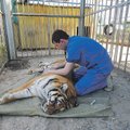 Eesti arst tõttab Vene tiigrile appi
