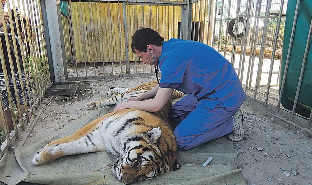 Mõni aeg tagasi eemaldas Aleksandr Semjonov Venemaal haruldaselt amuuri tiigrilt silmakasvaja. Paari nädala pärast läheb kirurg vastamisi tema paar aastat noorema liigikaaslase Voljaga.