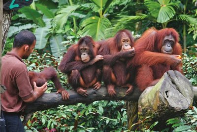 Orangutanidega saab koos teed juua.