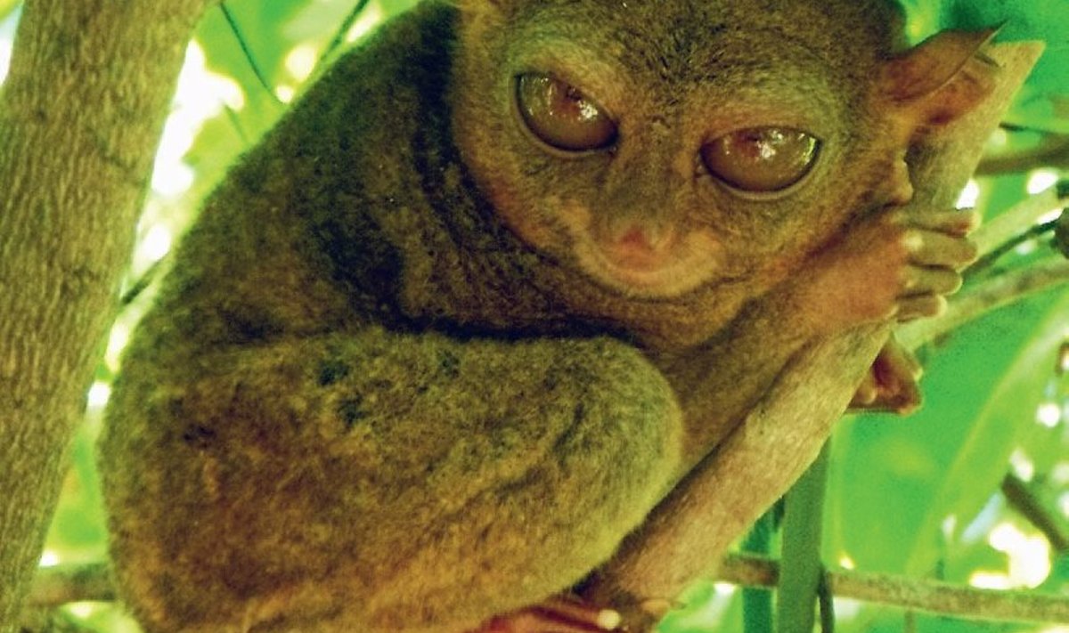 Kandlane, haruldane primaat, kellest on saanud Boholi saare maskott.