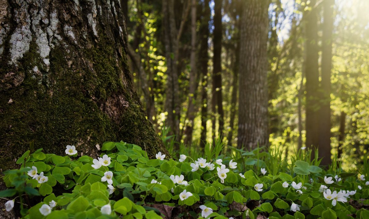 Jänesekapsast leiab kevadel hämarate metsade alt.