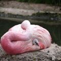 Euroopa kuumalaine pani haruldase flamingo munema