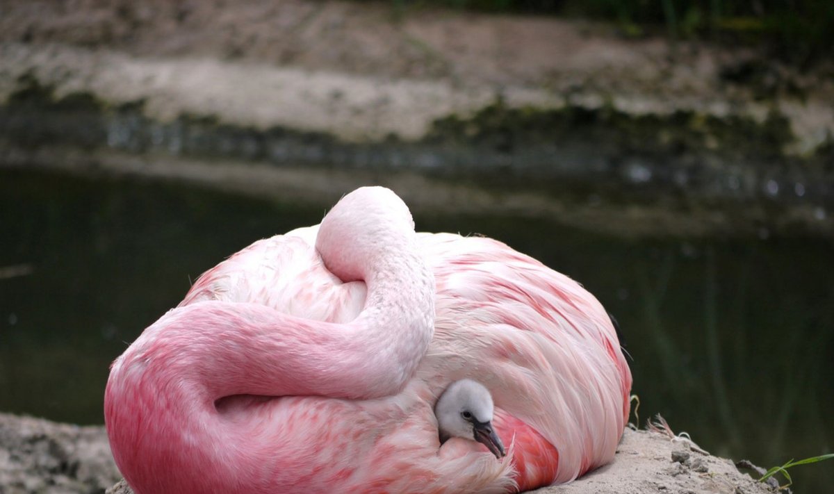 Koldjalg-flamingo
