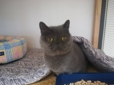 Saaremaalt leitud Lasnamäe kass