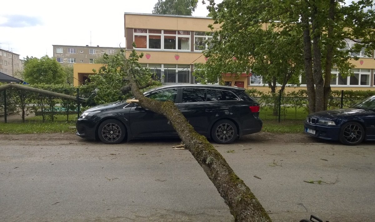 Põltsamaal kukkus suur puu auto peale