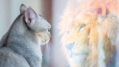 Что кошка видит в отражении зеркала?