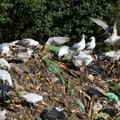 PÄEVA TEEMA | Argo Luude: jäätmekäitlus pole organiseeritud kuritegevus, vaid silmitsi mitmete suurte probleemidega