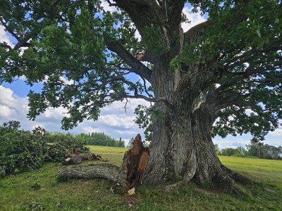 Tamme-Lauri Tamme haru murdunud