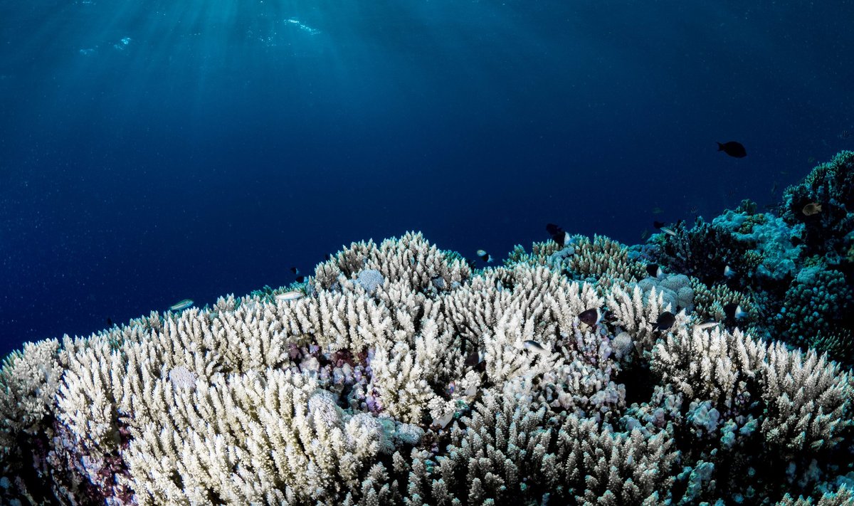 Soojenevad mered toovad endaga kaasa ka korallrahude pleekimise.