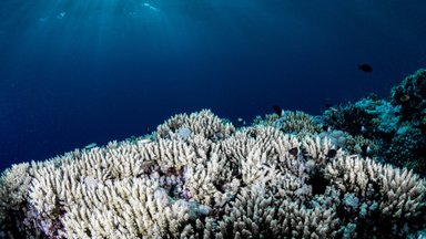 Ootamatu häda: teadlaste sõnul ootab meie planeedi koralle ees ajaloo rängim pleekimine