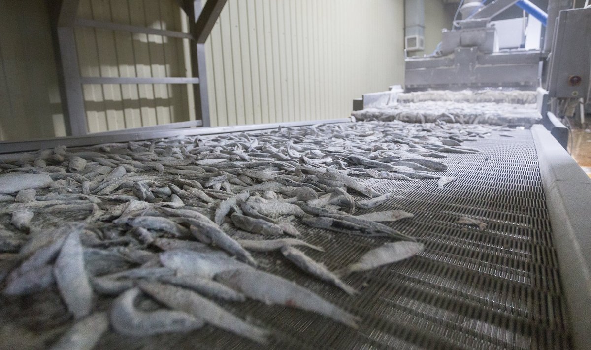 Pakri poolsaarele rajatav kalajahutehas hakkab aastas töötlema umbes 25 000 tonni kilu-räime.