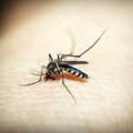Правда ли, что ВИЧ может передаваться при укусах комаров?