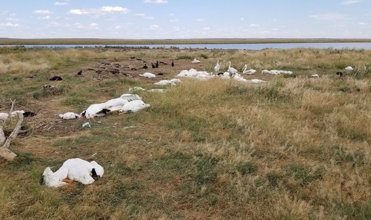 Mõned elusad linnud kõnnivad rahetormis hukkunud lindude surnukehade vahel