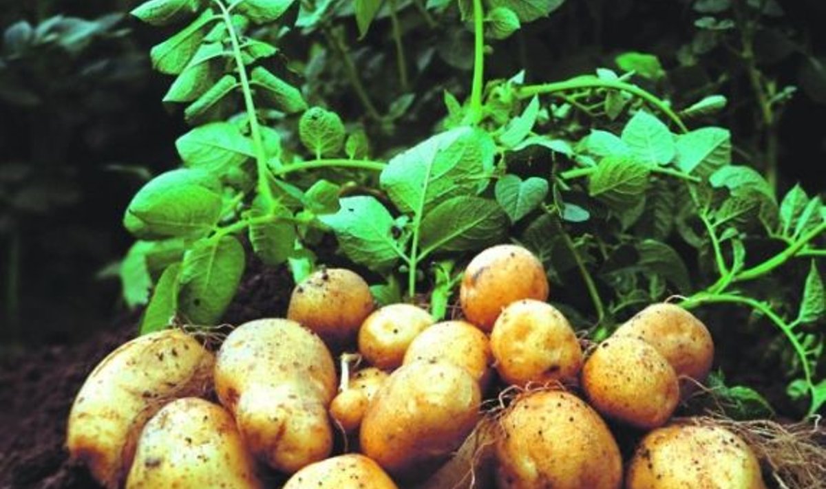 Ilma Euroopa tärklisetööstuste tellimuseta meie talumehed geenmuundatud kartulit ‘Amflora’ oma põldudele maha panna ei tohi.
