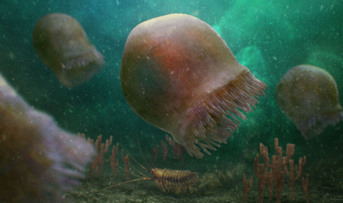 Rekonstruktsioon maailma vanimast meduusist 