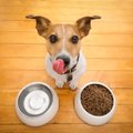 Kummaline komme: miks koer ainult siis sööb, kui ma kodus olen?