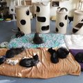 VIDEO ja FOTOD | Mustamäel asuv Eesti suurim vabatahtlike poolt juhitav varjupaik üllatab 191-liikmelise kassiperega