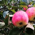 Tänavused õunad ja marjad korjasid kõvasti kaalu, värvi ja suhkrut