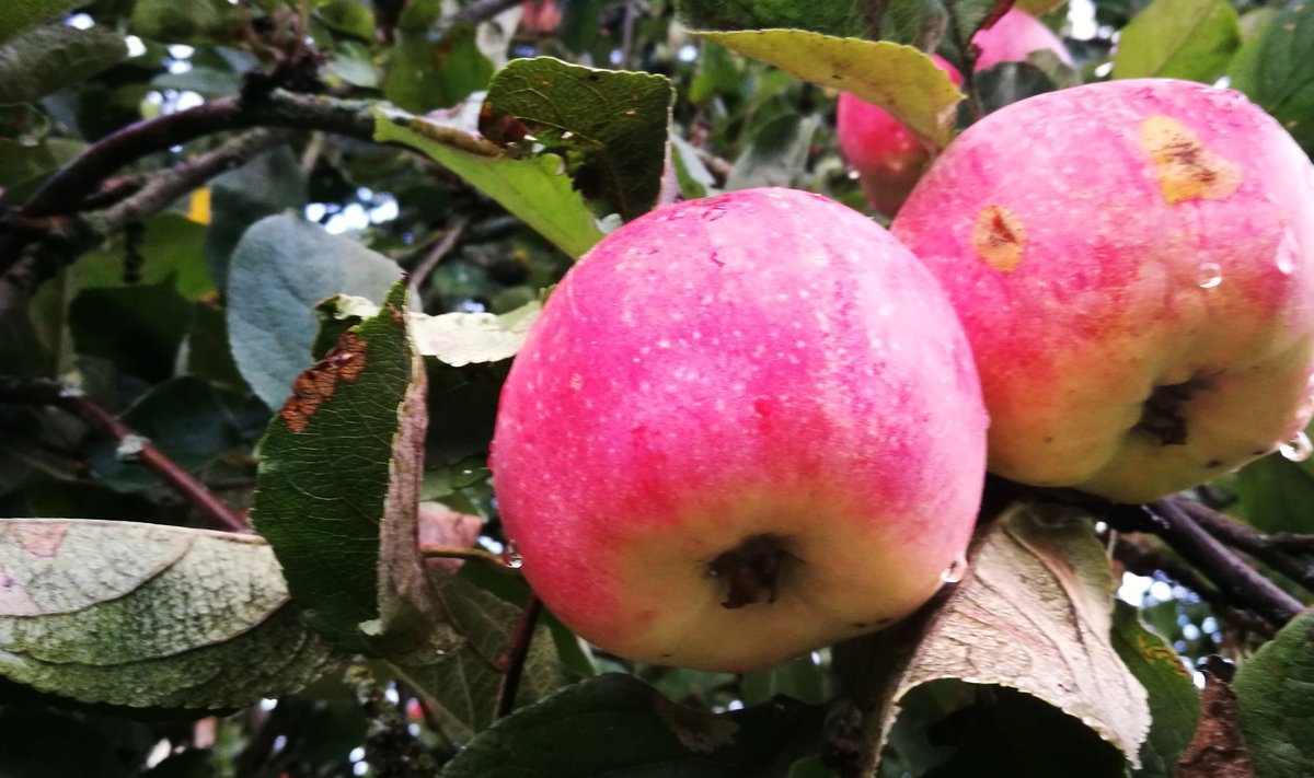 Koduaedades on suurepärane õunasaak, kuid palju on ussitanud või kahjustustega õunu