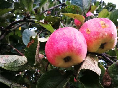 Koduaedades on suurepärane õunasaak, kuid palju on ussitanud või kahjustustega õunu
