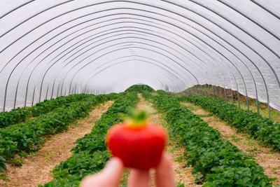 2017. aastal valiti rahvapõllumeheks AranFarmingu omanik, maasikakasvataja Paavo Otsus.