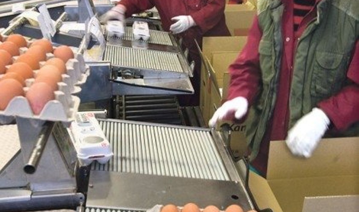 Talleggis toodeti mullu 75 miljonit muna, kuid kõigile neile Eestis turgu ei olnud ja viiendik tuli välja vedada.