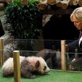 FOTOD JA VIDEO | Ei, aitäh! Pandapoeg keeldus Prantsusmaa esileedi silitusest
