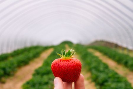 AranFarming maasikakasvatus