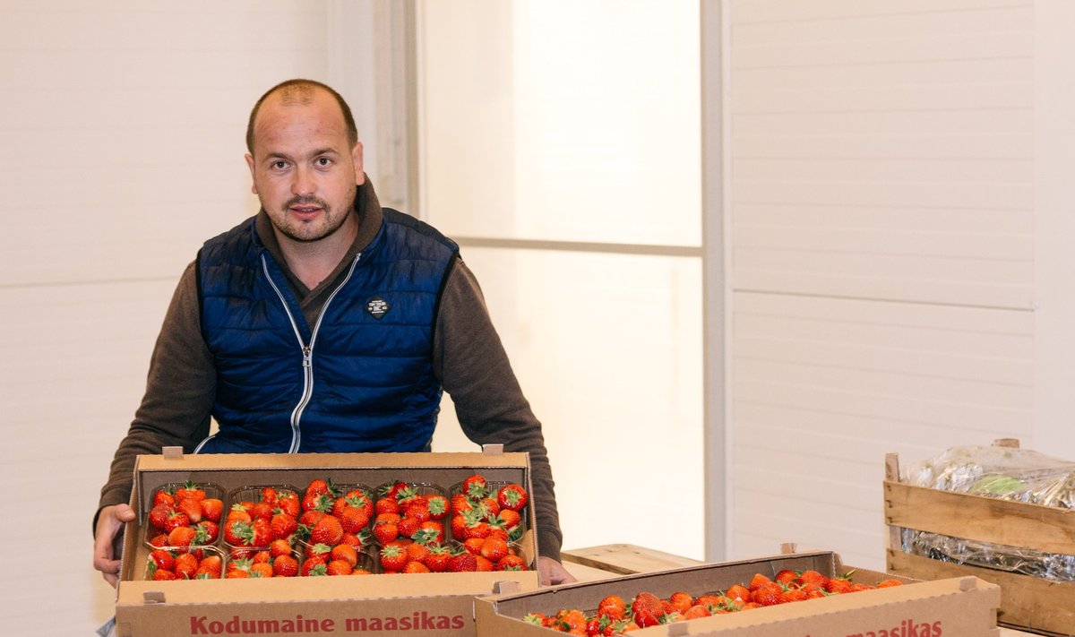AranFarmingu ilusad suured maasikad on Eestis kasvatatud, kinnitab Paavo Otsus.