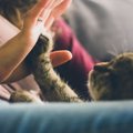 ВИДЕО | Котик Сокс каждое утро машет в окно своему хозяину