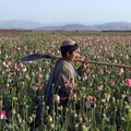 ÜRO: oopiumi ja kokaiini ülemaailmne tootmine on rekordtasemel