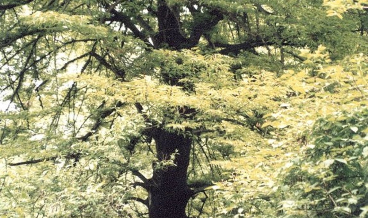 Pöök ‘Aspleniifolia’ Karakovi botaanikaaias mais 2010
