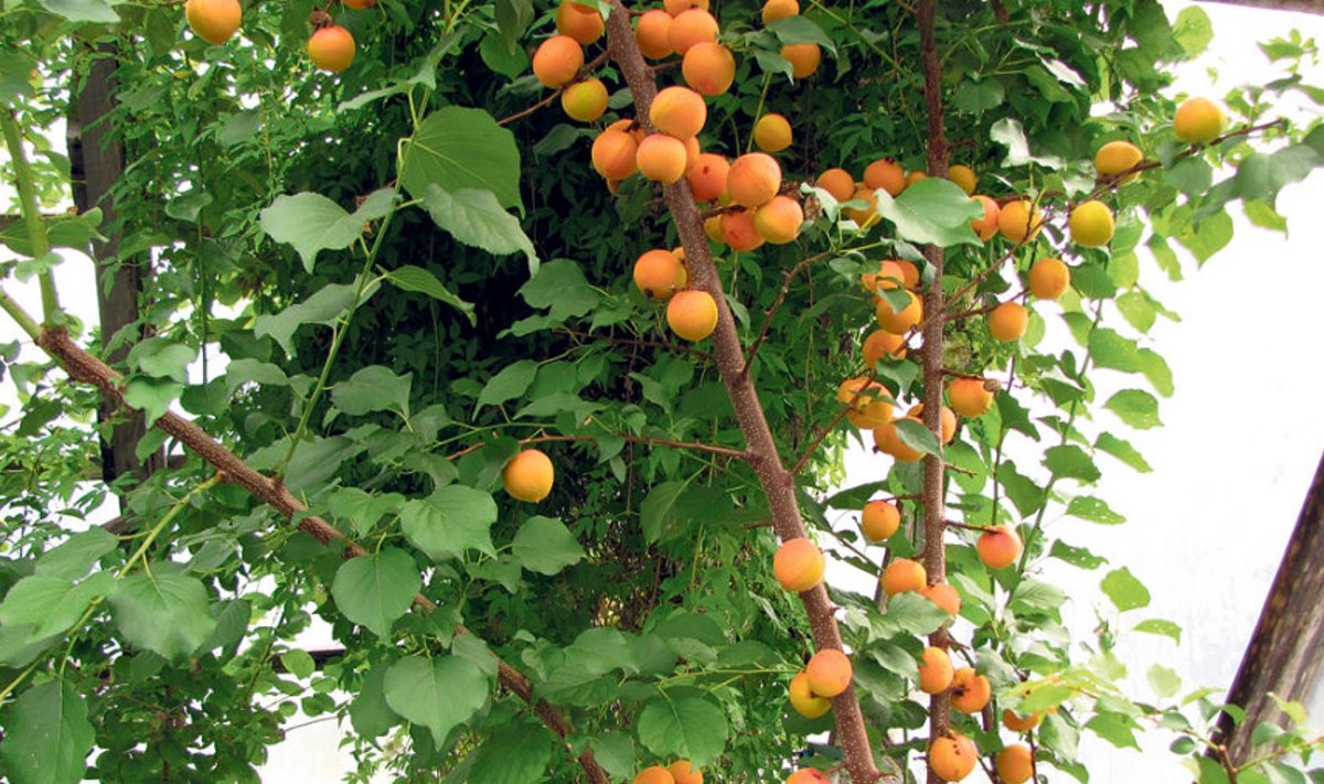 Väga maitsev aprikoosisort ‘Velta’ annab Elvas kilekasvuhoones ilusat saaki. Pildil on viljad veel ümmargused, valmides venivad piklikuks.